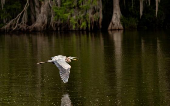 Blue heron flies close to water