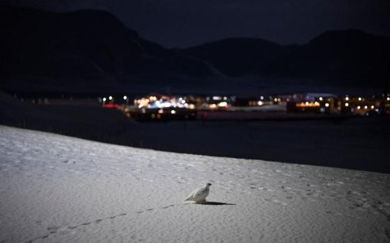 A Svalbard rock ptarmigan waddles through the snow in Longyearbyen, Norway, Sunday, Jan. 8, 2023. (AP/Daniel Cole)