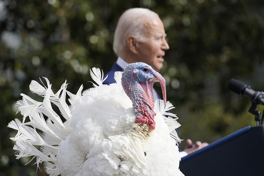 President Joe Biden pardons the national Thanksgiving turkeys, Liberty and Bell, during a ceremony on the South Lawn of the White House in Washington Nov. 20. (AP/Susan Walsh)