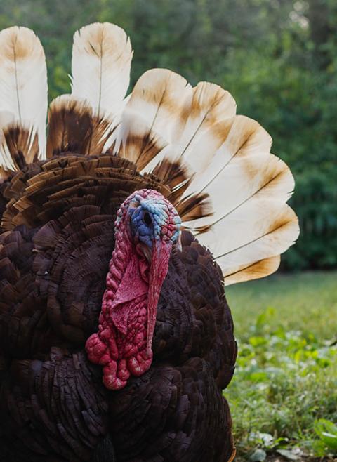 A brown turkey with white tail feathers (Unsplash/Meelika Marzzarella)